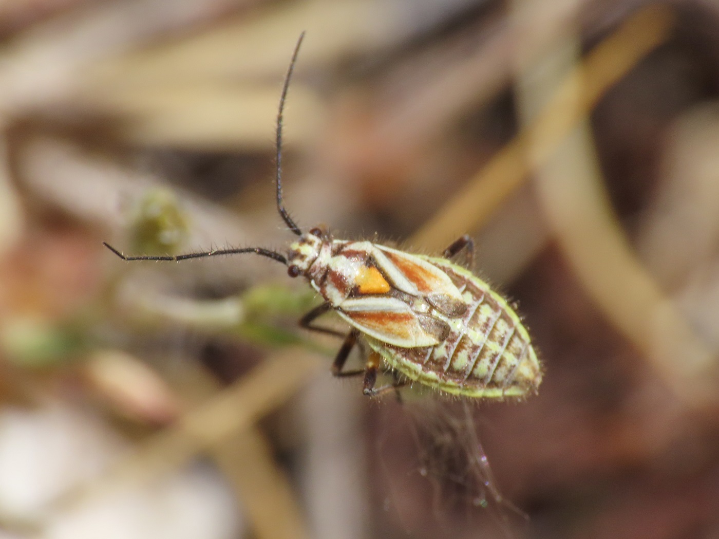 Horistus elongatus, endemic to Italy!