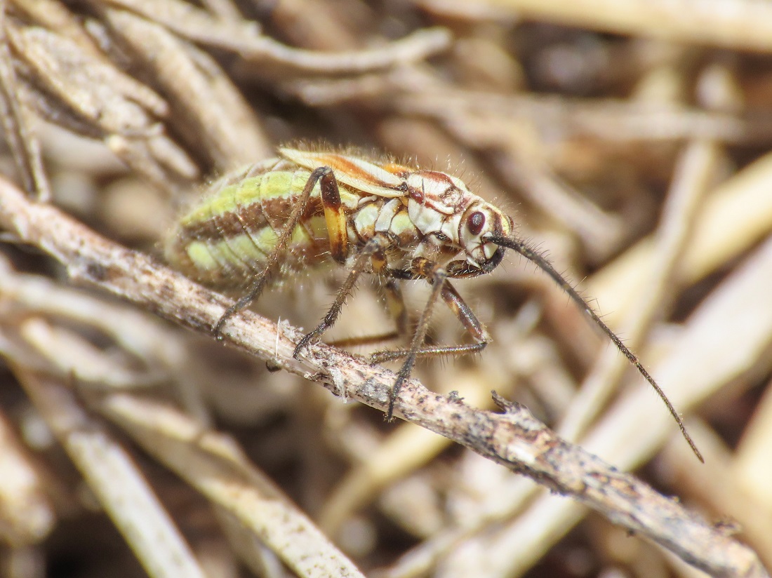 Horistus elongatus, endemic to Italy!