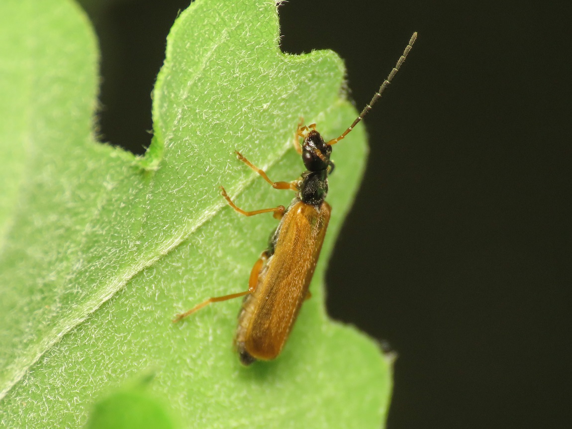 Cantharidae: Rhagonycha lignosa