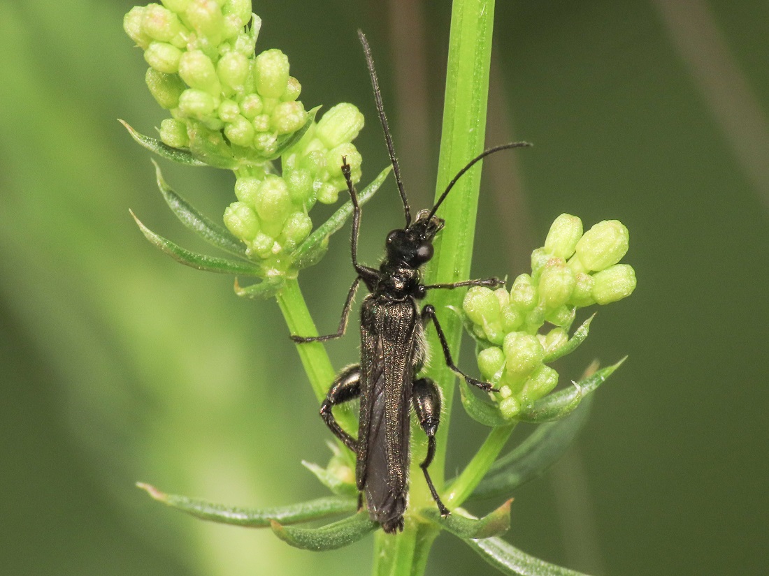 Oedemera atrata, Oedemeridae.