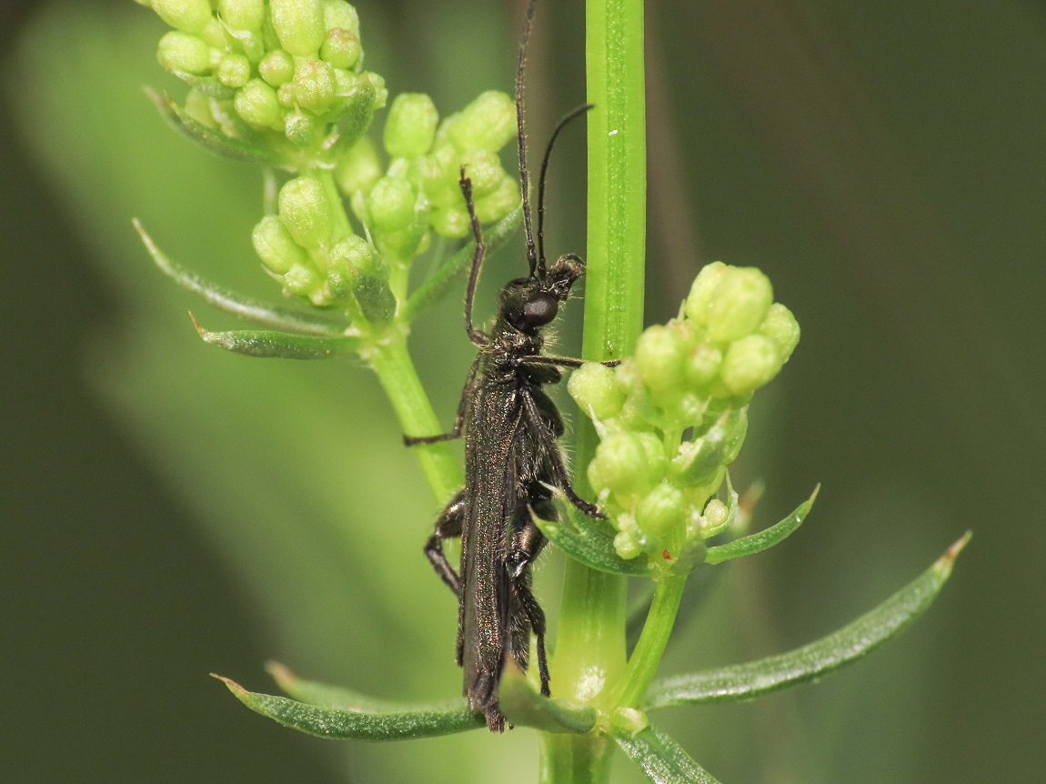 Oedemera atrata, Oedemeridae.