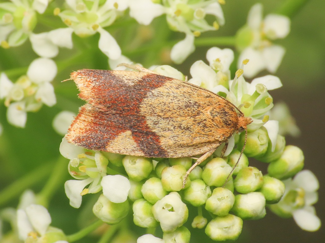 Tortricidae:  Aphelia ferugana da confermare