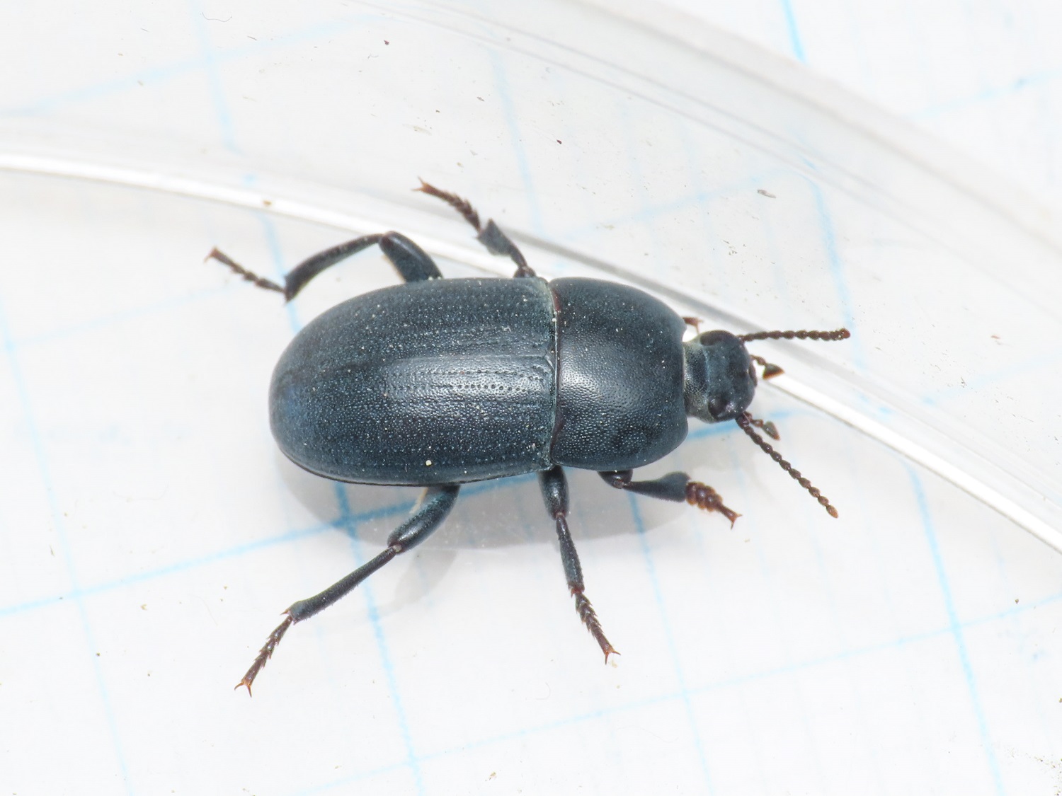 Tenebrionidae: Pedinus? S,  Pedinus meridianus, maschio
