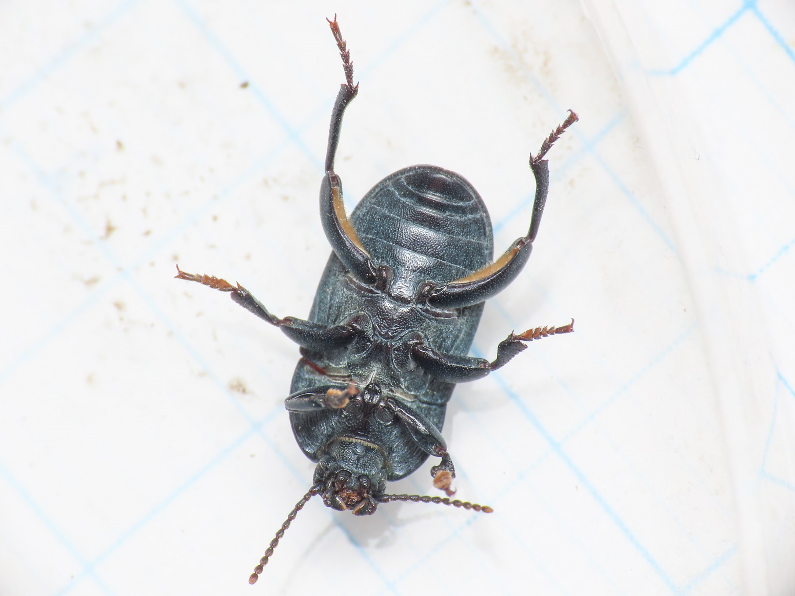 Tenebrionidae: Pedinus? S,  Pedinus meridianus, maschio