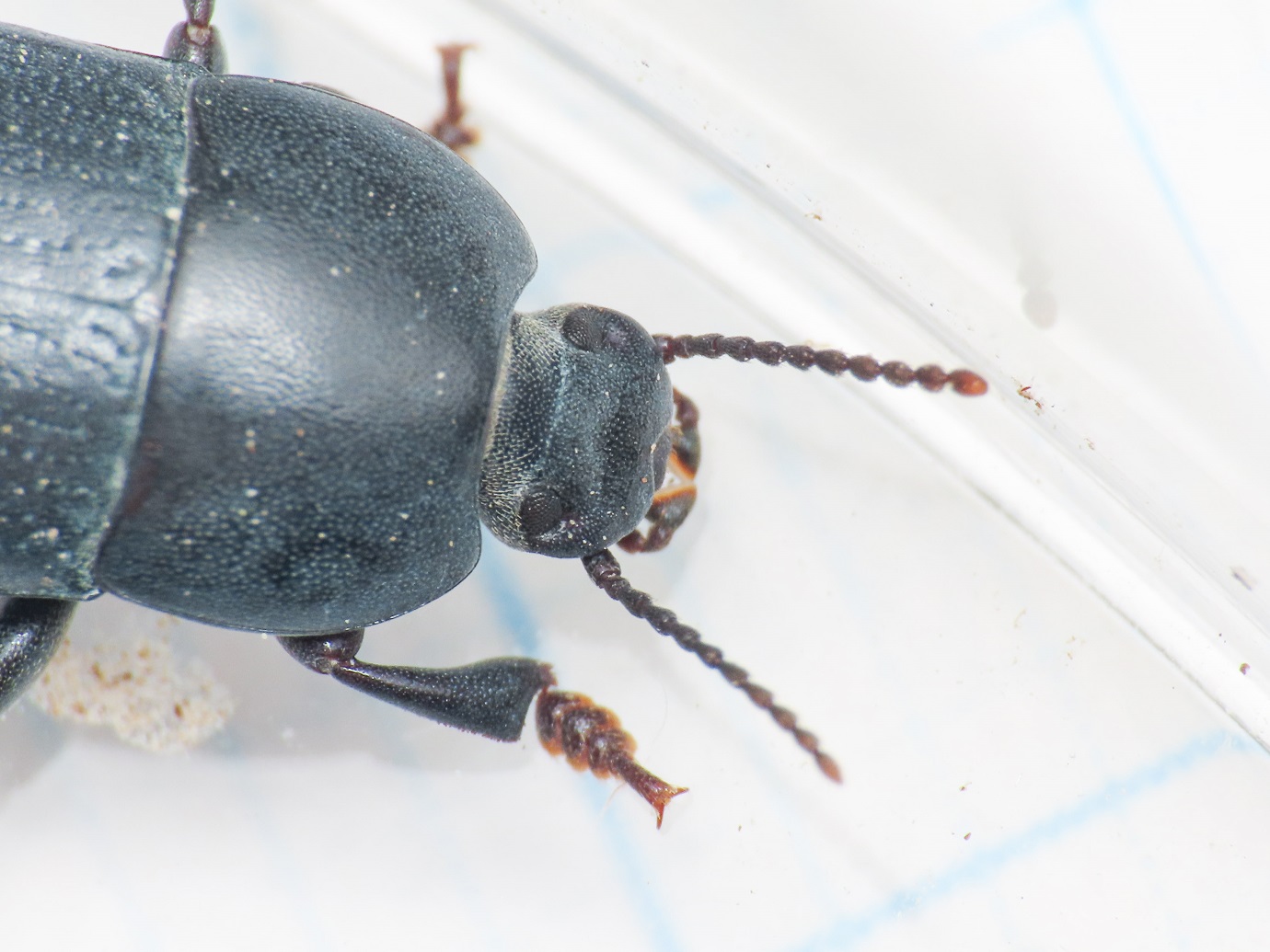 Tenebrionidae: Pedinus? S,  Pedinus meridianus, maschio