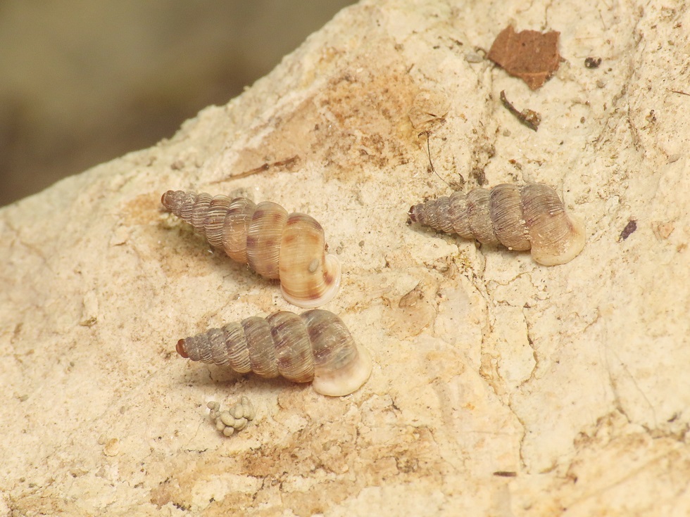 Cochlostoma da identificare