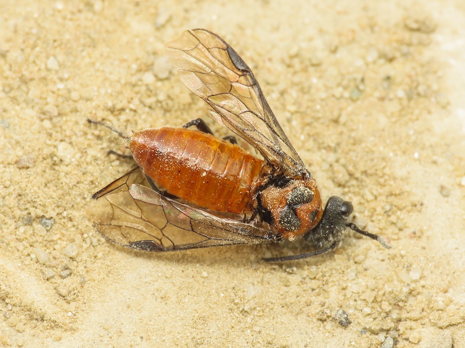 Tenthredinidae da identificare: Dolerus triplicatus