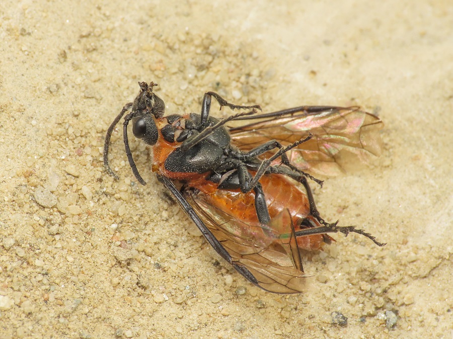 Tenthredinidae da identificare: Dolerus triplicatus