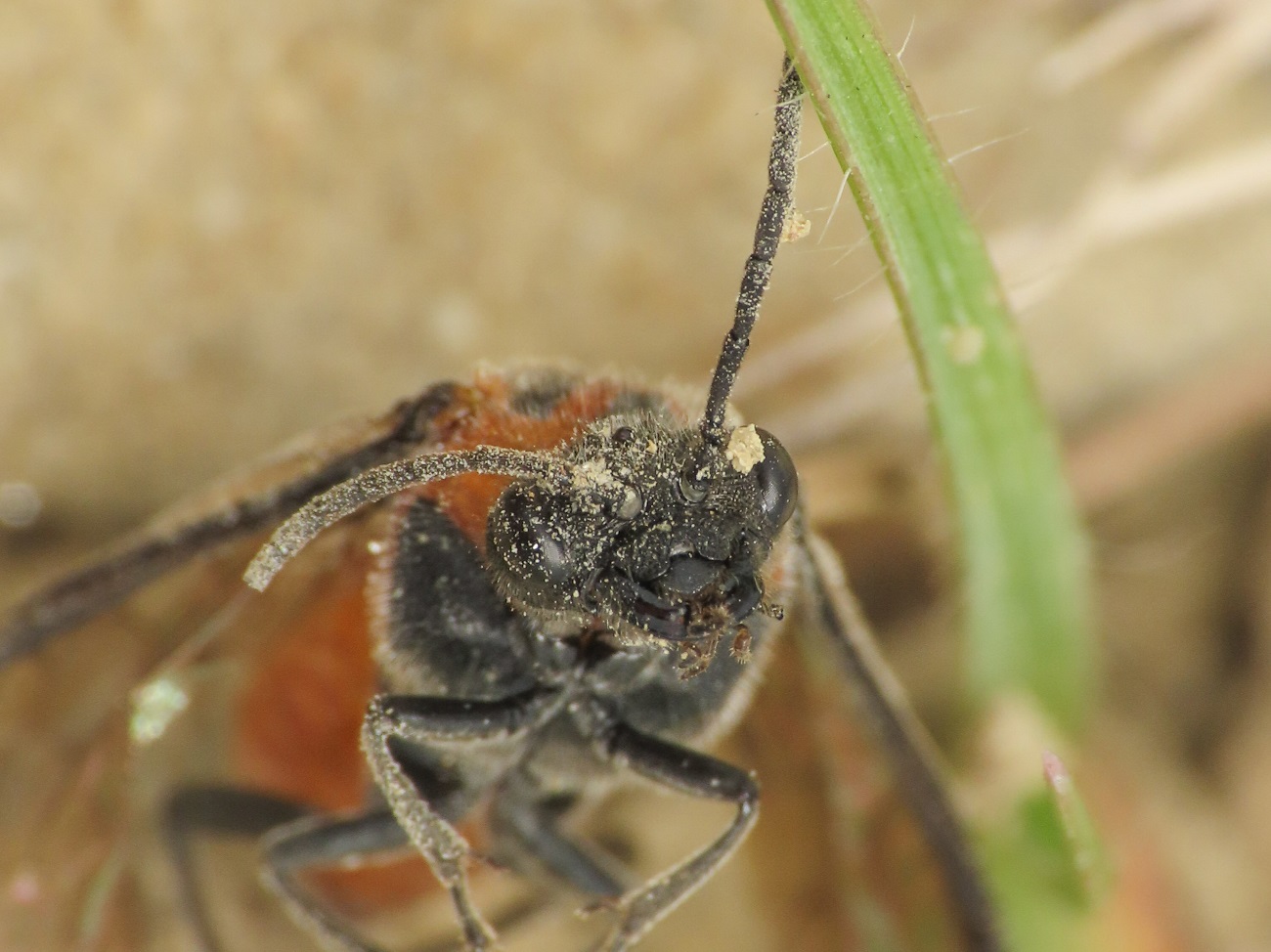 Tenthredinidae da identificare: Dolerus triplicatus