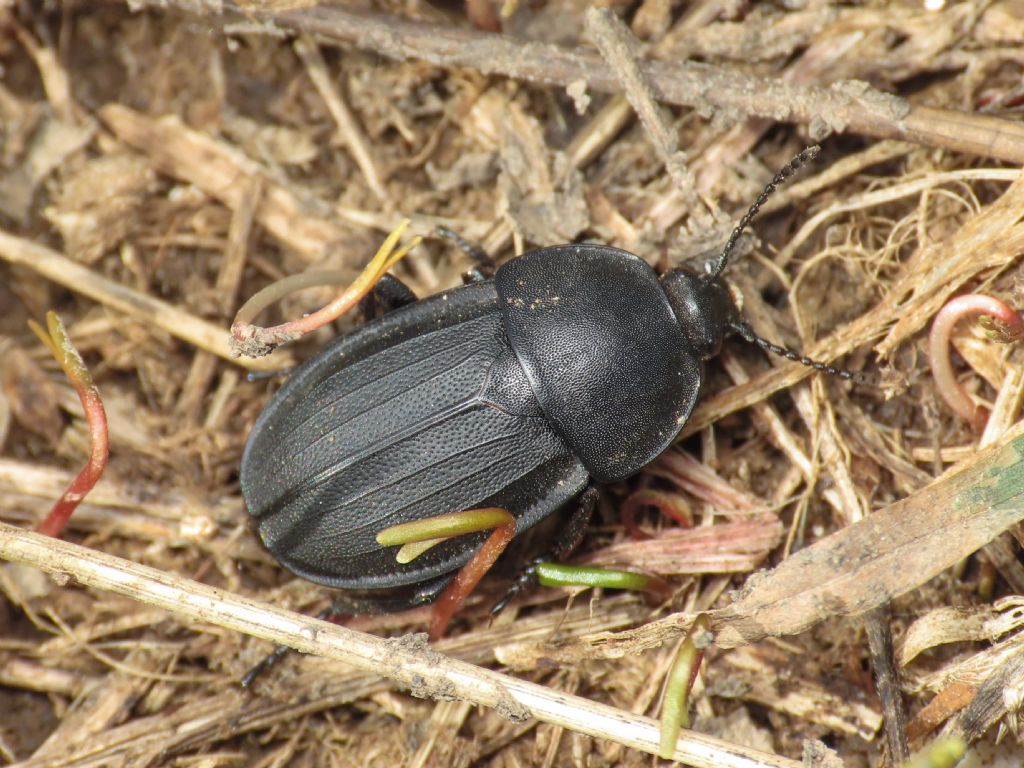 Silphidae: Silpha cfr. obscura