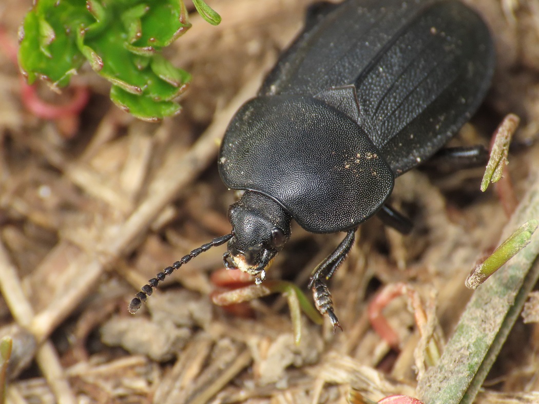 Silphidae: Silpha cfr. obscura