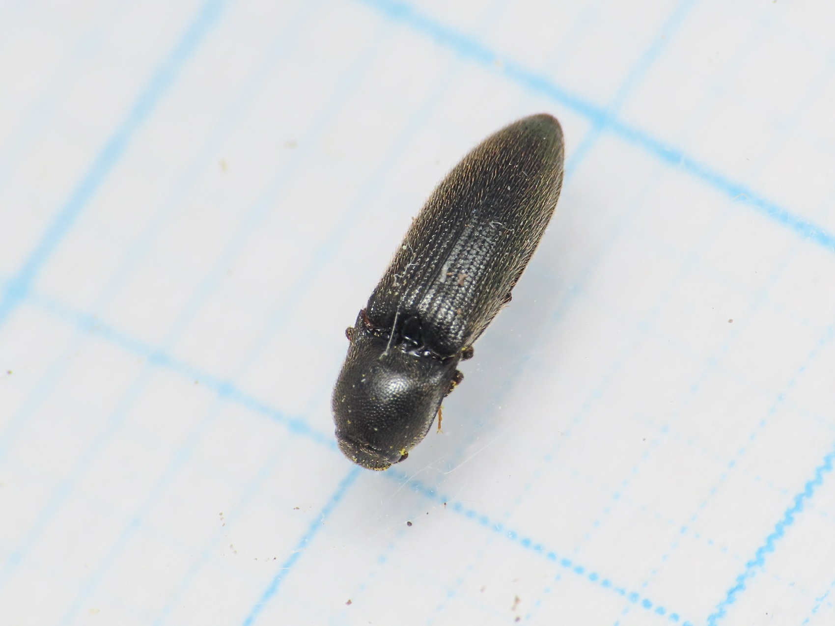 Elateridae: Idolus picipennis