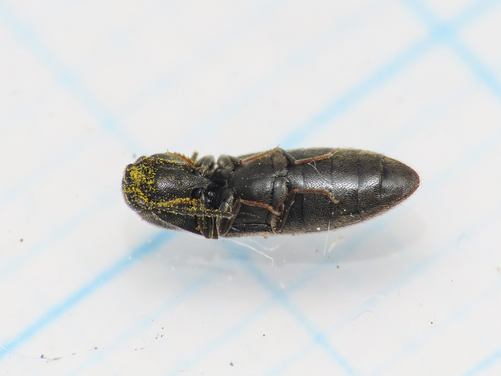 Elateridae: Idolus picipennis