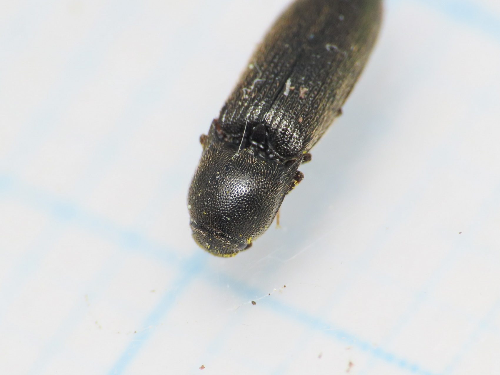 Elateridae: Idolus picipennis