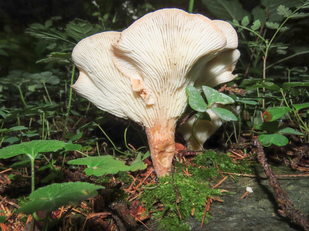 Fungo da identificare