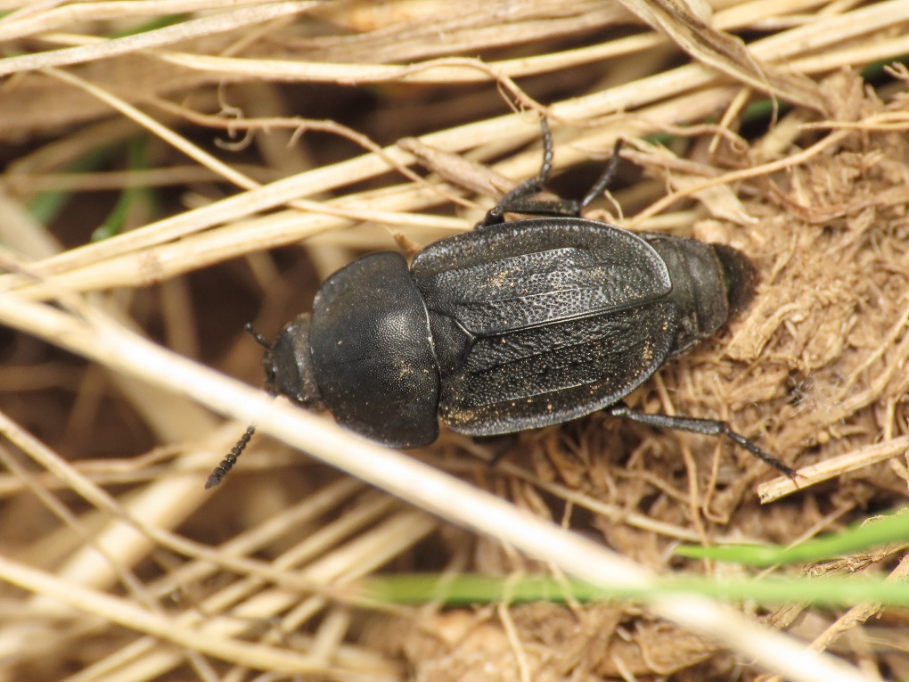 Silphidae: Aclypea? S,  Aclypea opaca