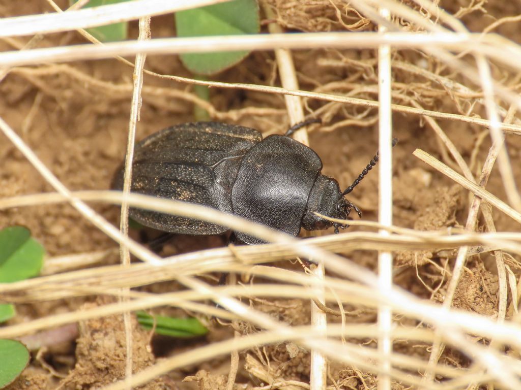 Silphidae: Aclypea? S,  Aclypea opaca