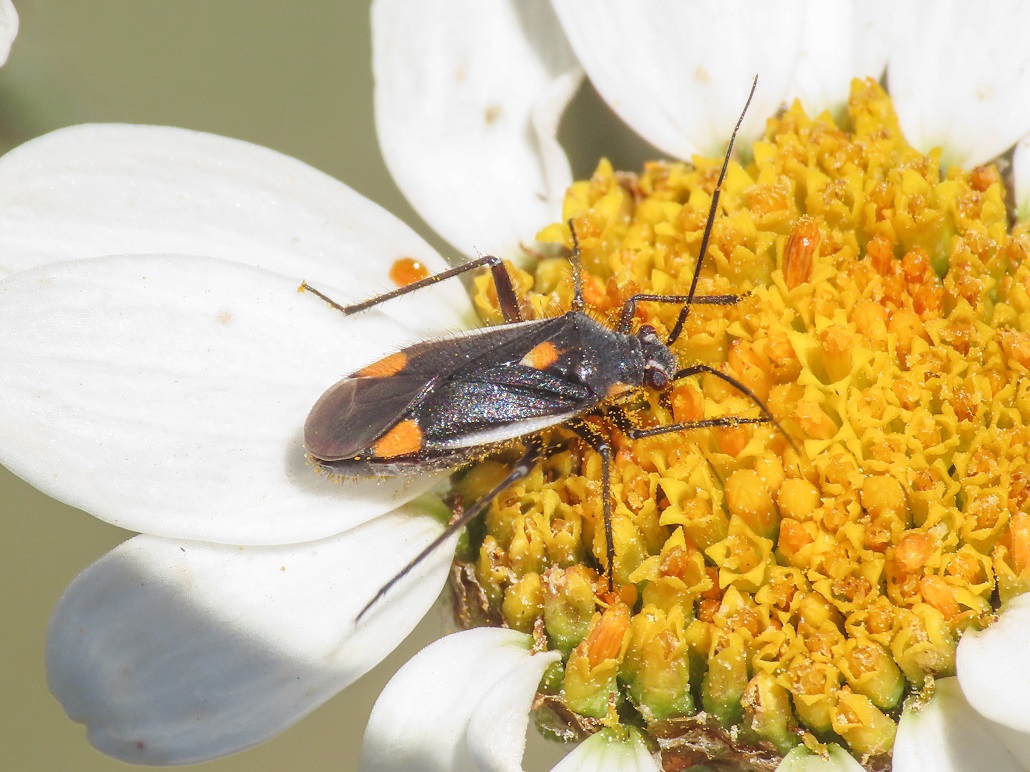 Miridae da identificare