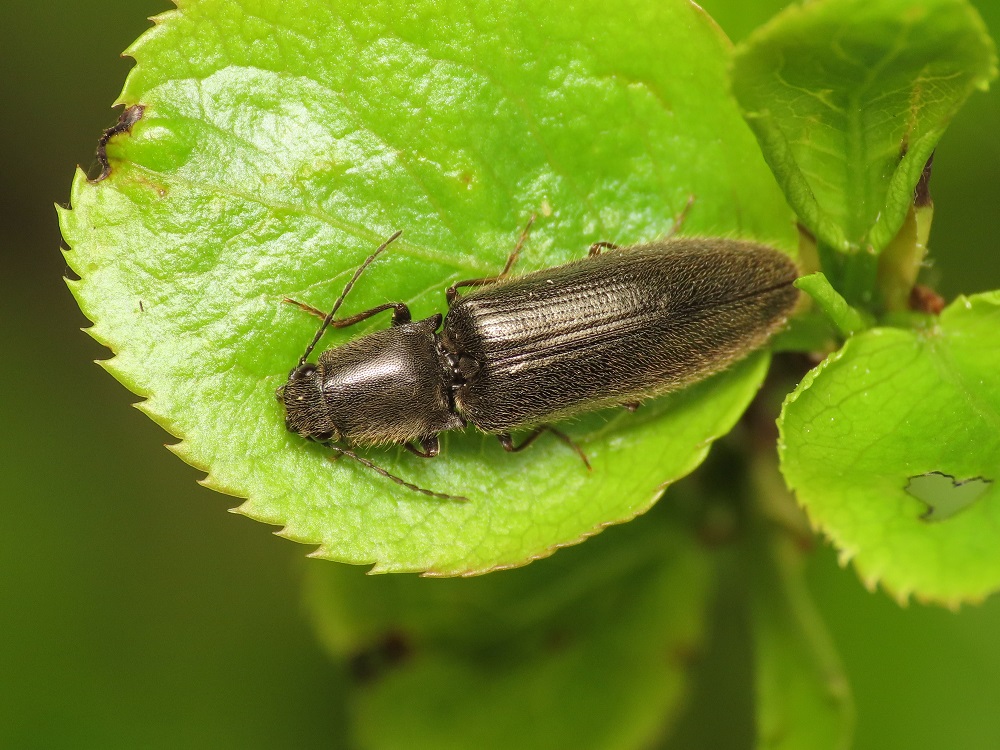 Elateridae: Athous cfr. vittatus