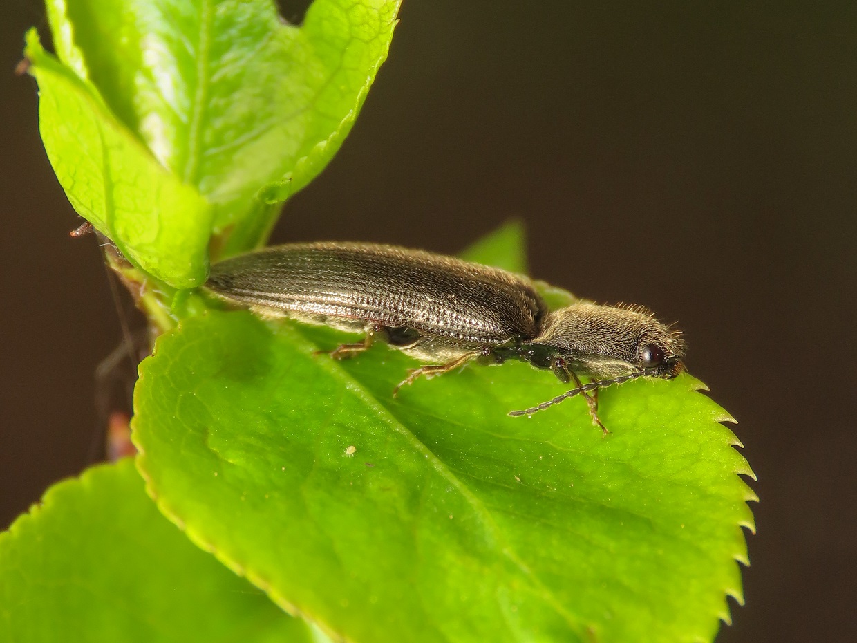 Elateridae: Athous cfr. vittatus