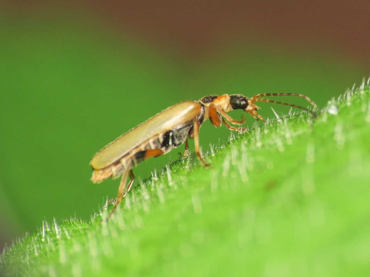 Cantharidae: Metacantharis puncticollis (= M. picciolii)