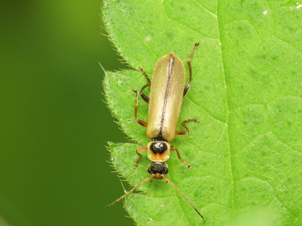 Cantharidae: Metacantharis puncticollis (= M. picciolii)