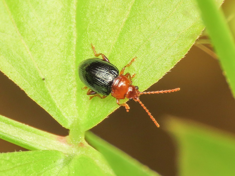 Chrysomelidae: Derocrepis? S, D. sodalis