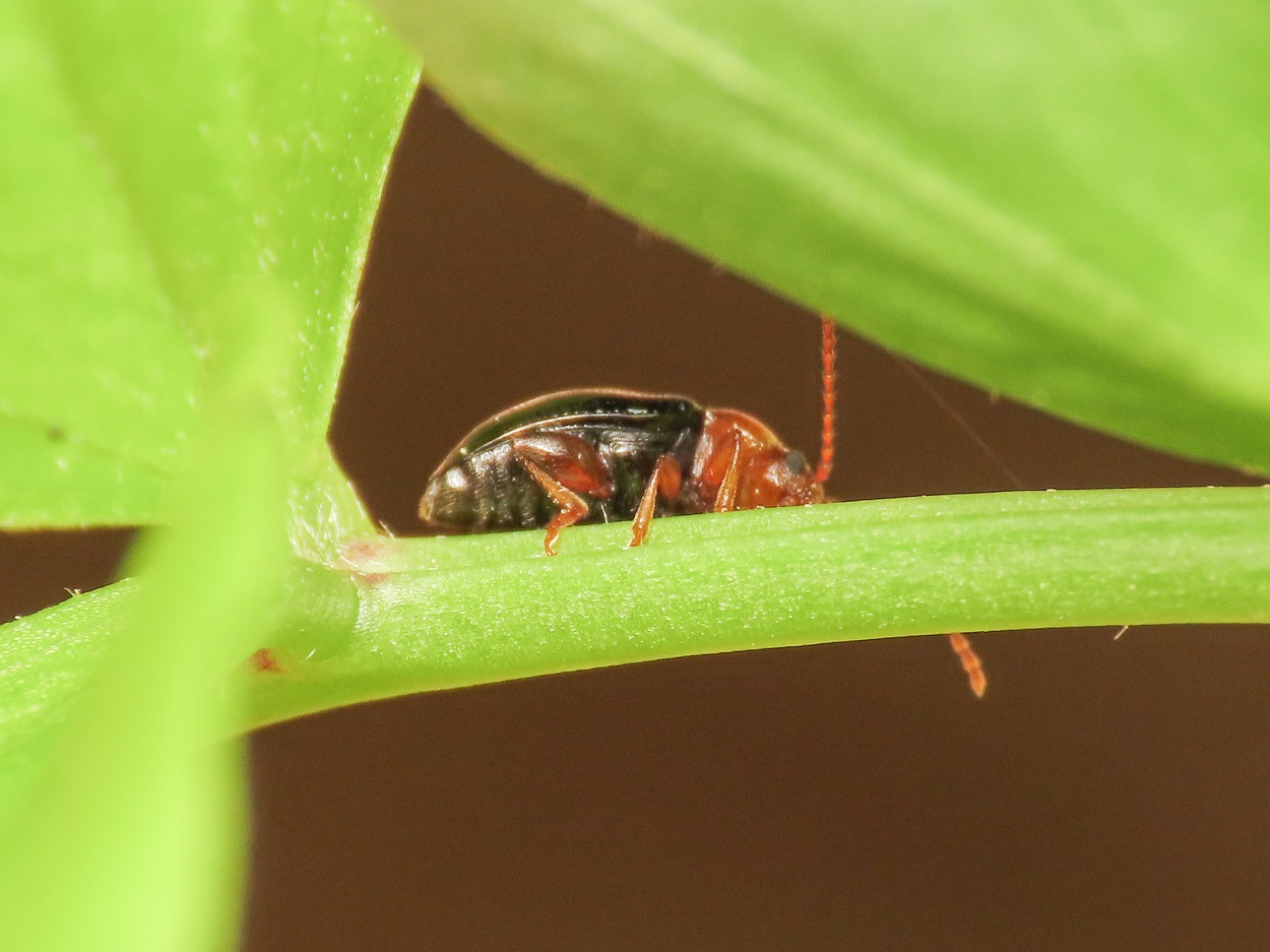 Chrysomelidae: Derocrepis? S, D. sodalis