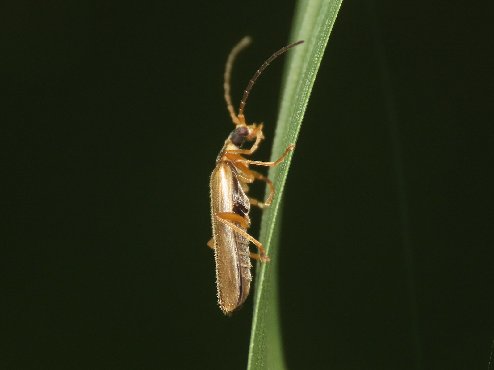 Cantharidae: Malthacus procerulus