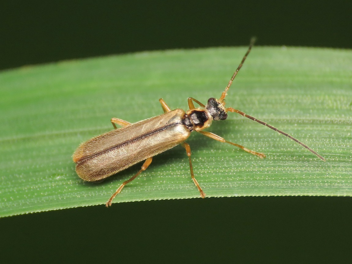 Cantharidae: Malthacus procerulus