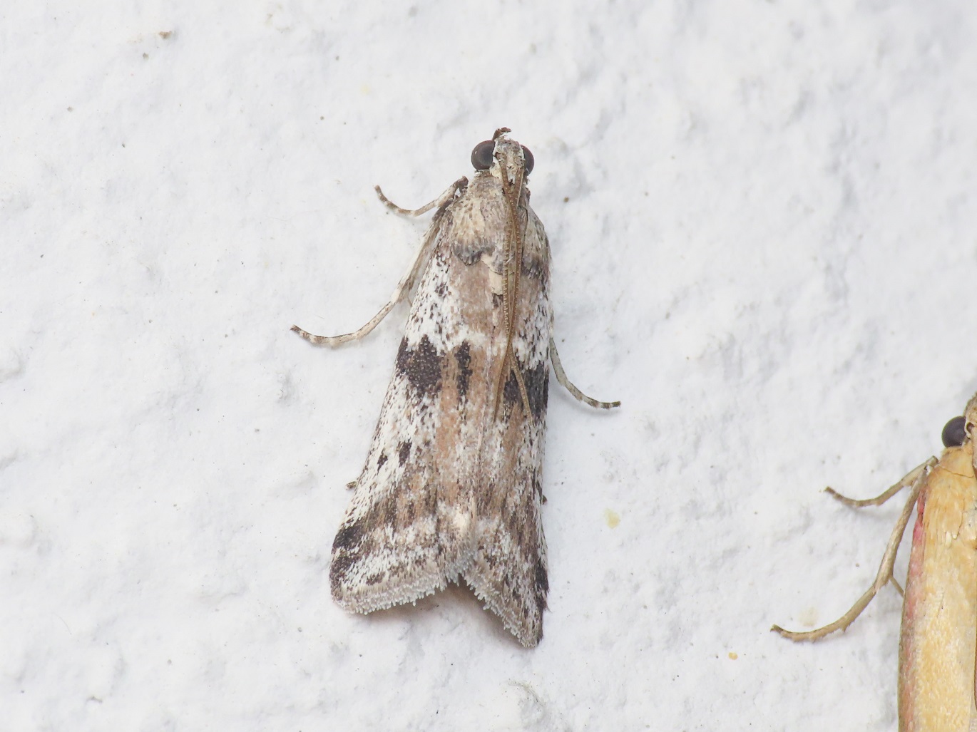 Pyralidae: Ephestia welseriella