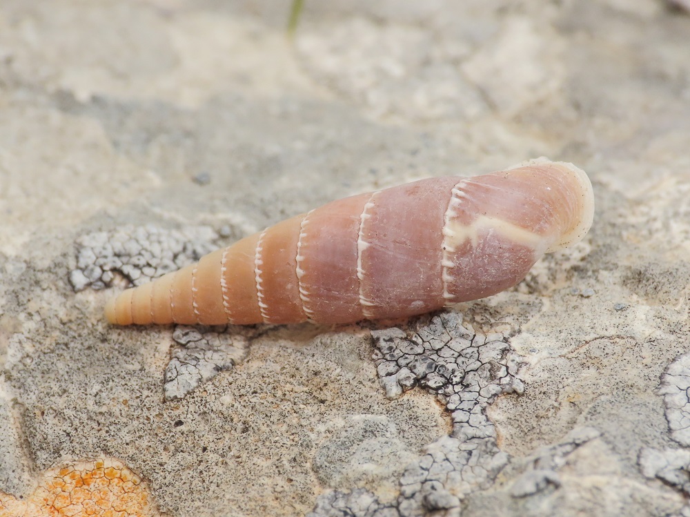 Clausiliidae da identificare