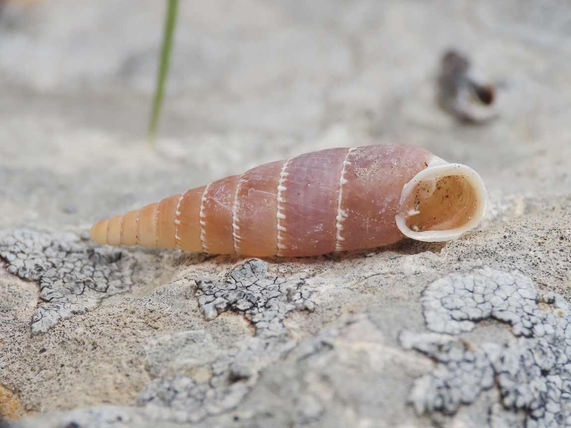 Clausiliidae da identificare