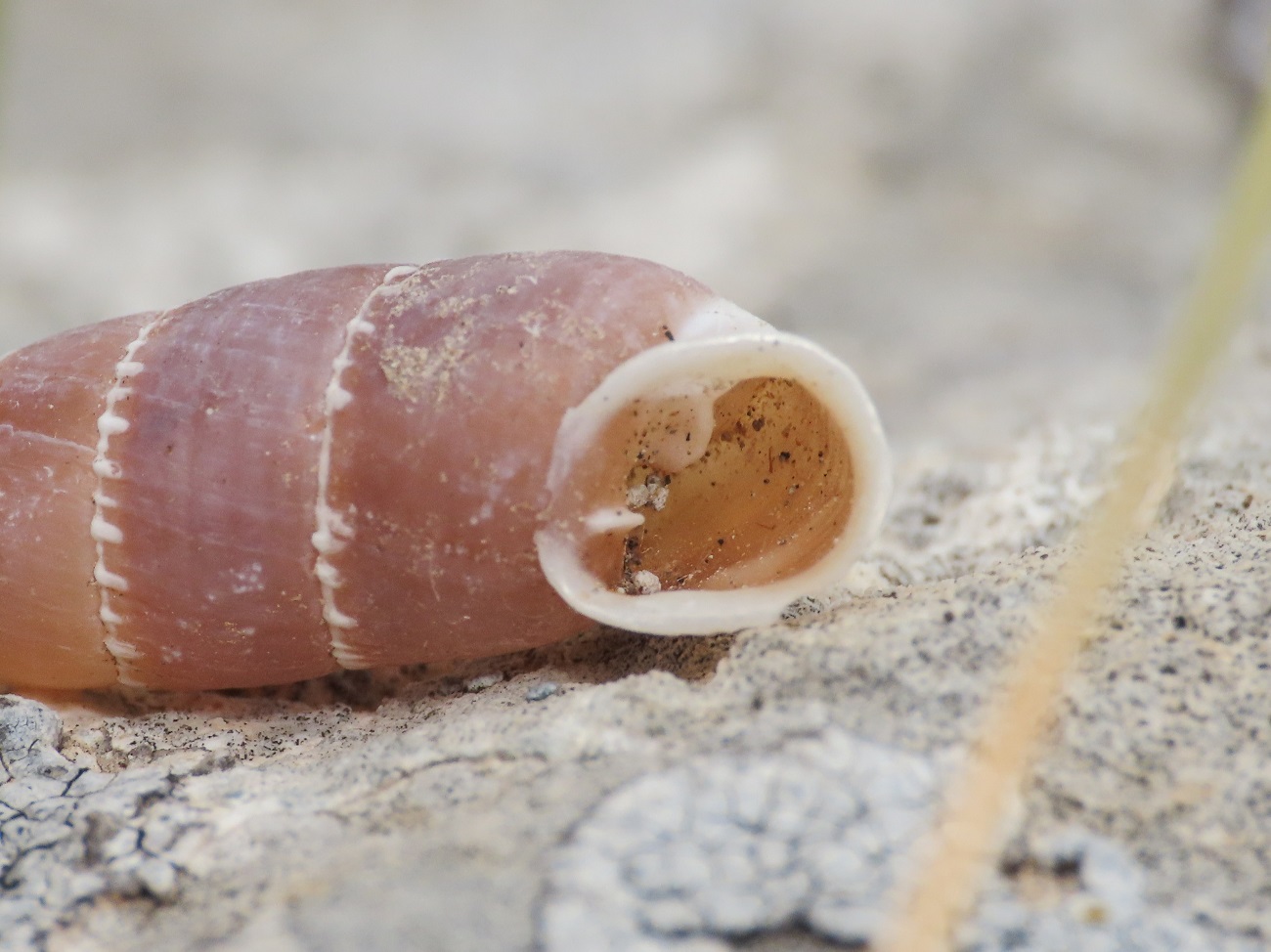 Clausiliidae da identificare