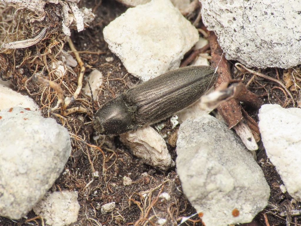 Elateridae: Cydnopus pseudopilosus (cfr.)