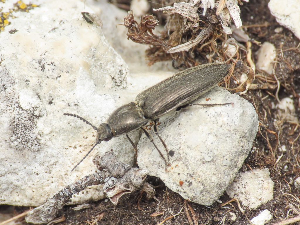 Elateridae: Cydnopus pseudopilosus (cfr.)