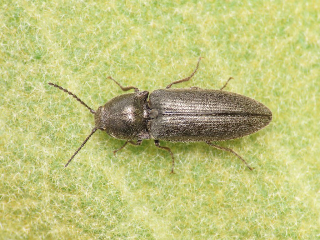 Elateridae: Cydnopus pseudopilosus (cfr.)