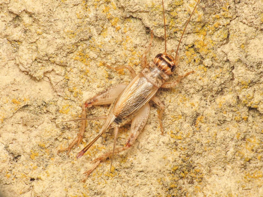 Gryllidae? S, Eumodicogryllys bordigalensis