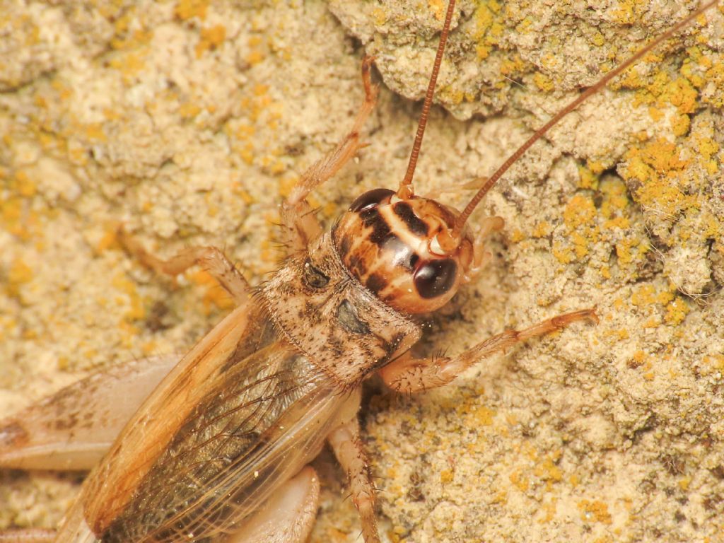 Gryllidae? S, Eumodicogryllys bordigalensis