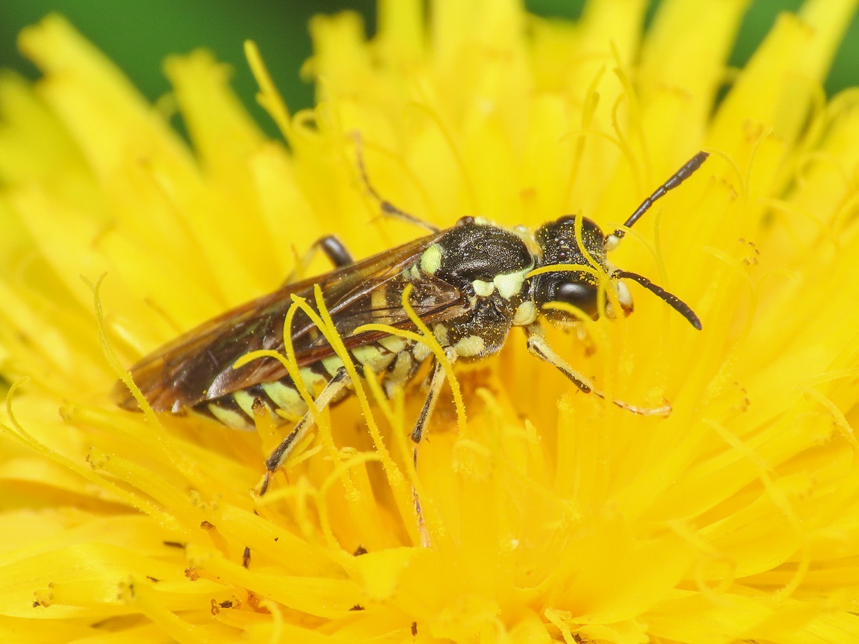 Tenthredinidae da identificare: Tenthredo cfr. arcuata