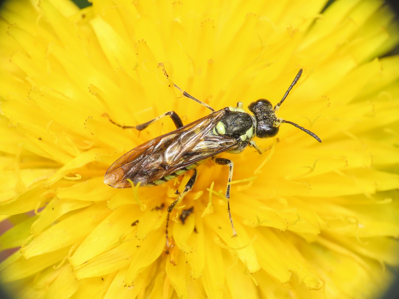 Tenthredinidae da identificare: Tenthredo cfr. arcuata