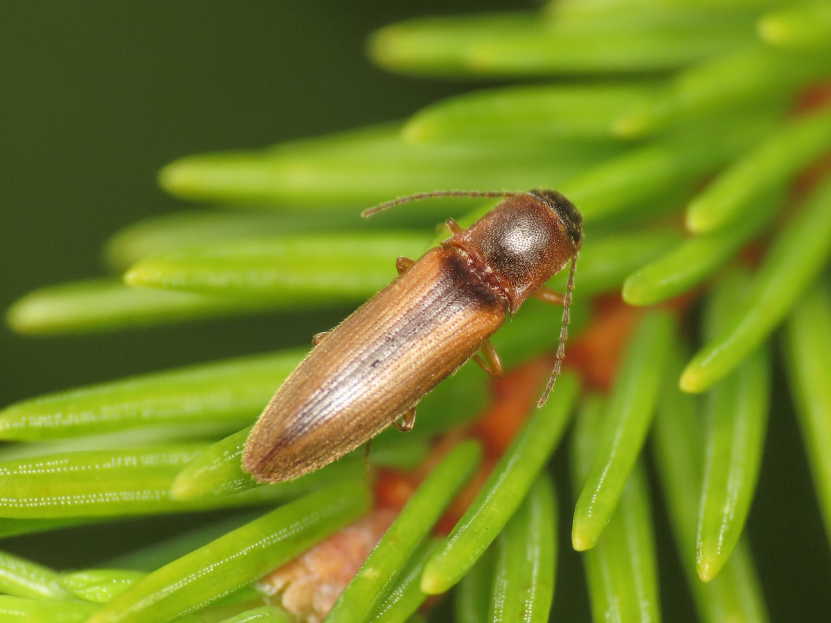 Elateridae: Athous sp.