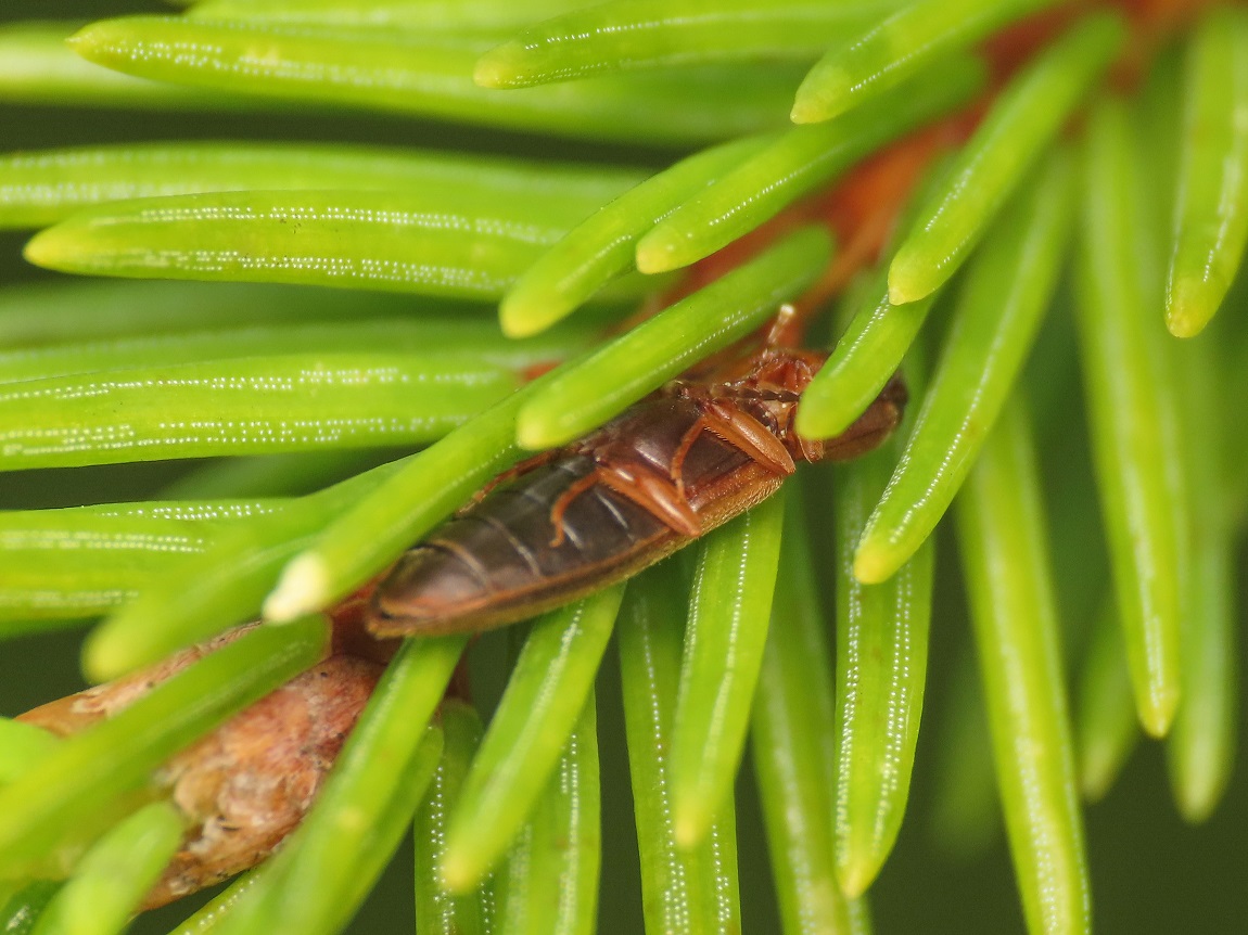 Elateridae: Athous sp.