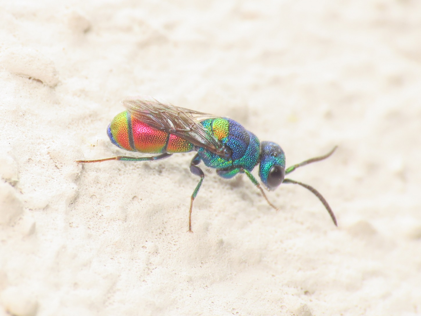 Chrysididae da identificare: Chrysis scutellaris