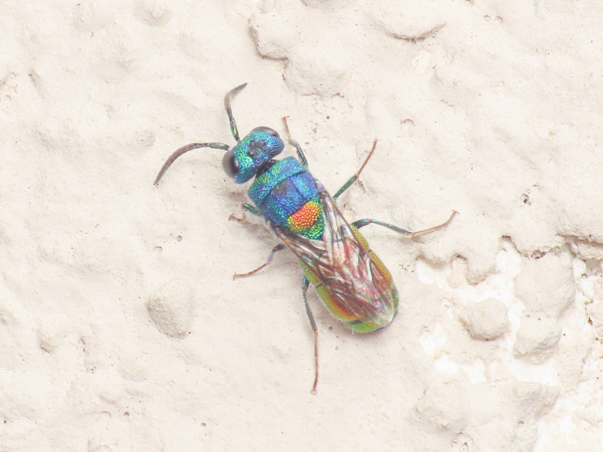 Chrysididae da identificare: Chrysis scutellaris