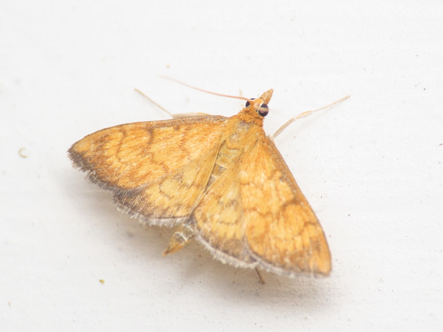 Crambidae: Ecpyrrhorrhoe rubiginalis