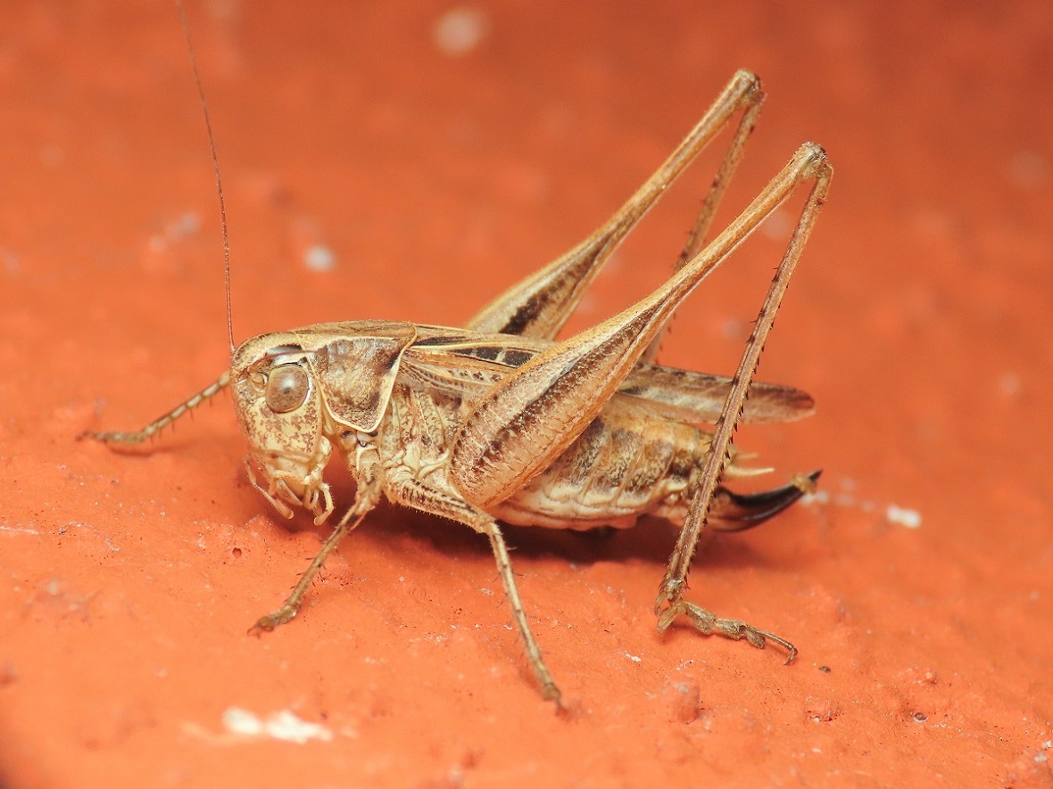 Tettigoniidae: Tessellana tessellata