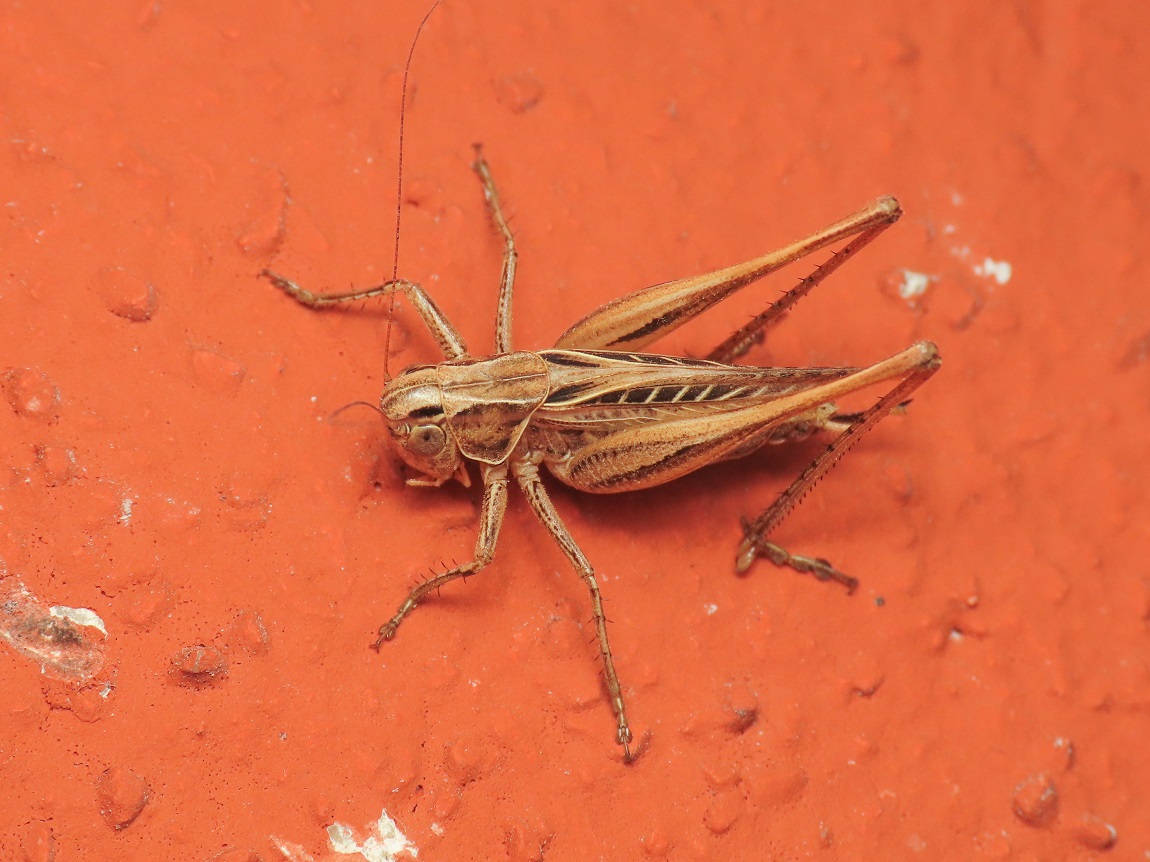 Tettigoniidae: Tessellana tessellata