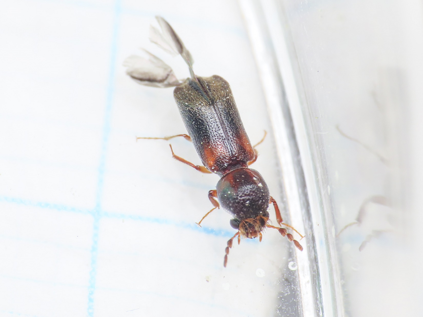 Bostrichidae? S, Scobicia cfr. chevrieri