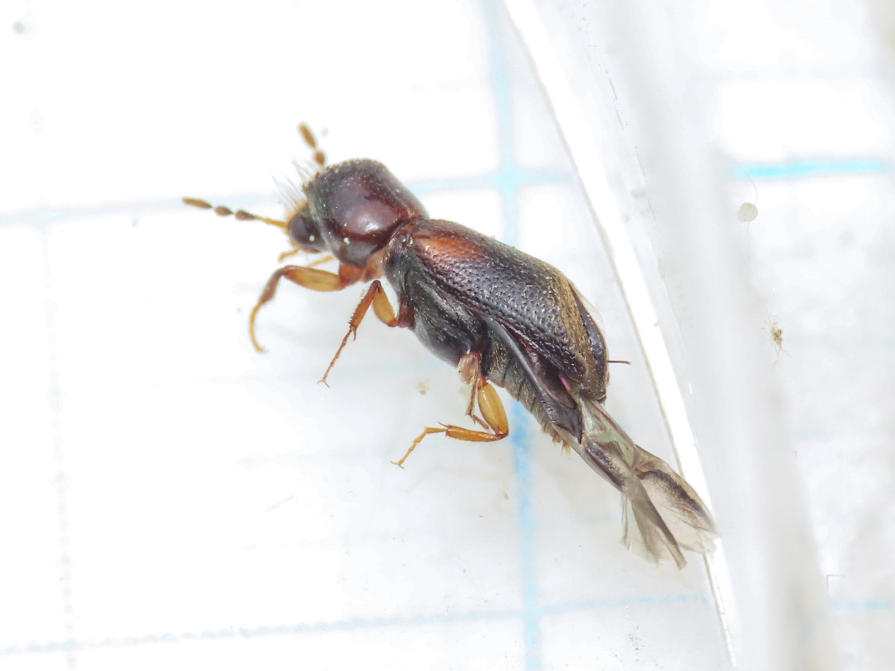 Bostrichidae? S, Scobicia cfr. chevrieri